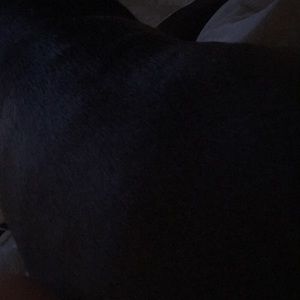 Meet your Posher, Bill